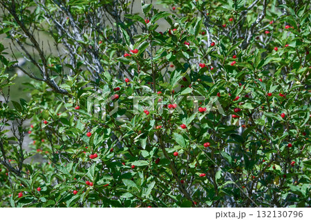 キルギス_アラアルチャ国立公園_Elektro Peak 132130796