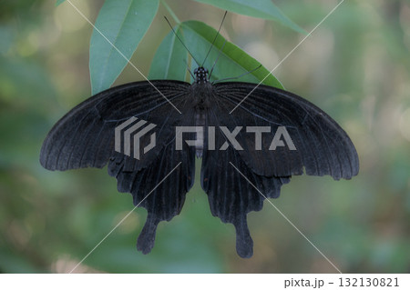 開聞岳の風景 132130821