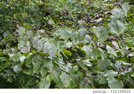 ケンポナシの実 132130910