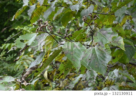 ケンポナシの実 132130911