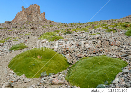 キルギス_アラアルチャ国立公園_Elektro Peak_高山植物 132131105