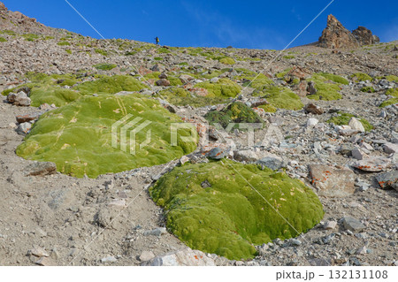 キルギス_アラアルチャ国立公園_Elektro Peak_高山植物 キルギス_アラアルチャ国立公園_Elektro Peak_高山植物 132131108