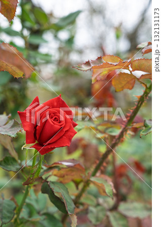 秋の薔薇園　イングリッシュガーデン　オールドローズ　 132131173