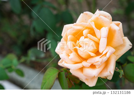 秋の薔薇園　イングリッシュガーデン　オールドローズ　 132131186