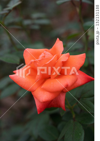 秋の薔薇園　イングリッシュガーデン　オールドローズ　 132131188