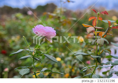 秋の薔薇園 イングリッシュガーデン オールドローズ 秋の薔薇園 イングリッシュガーデン オールドローズ 132131196