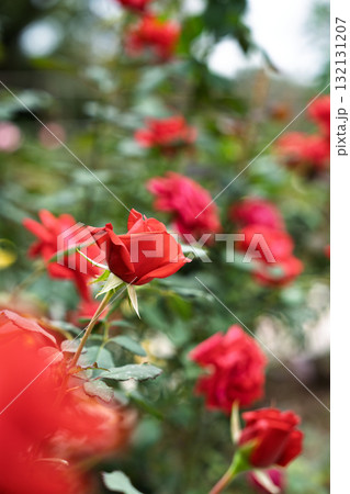 秋の薔薇園 イングリッシュガーデン オールドローズ 秋の薔薇園 イングリッシュガーデン オールドローズ 132131207