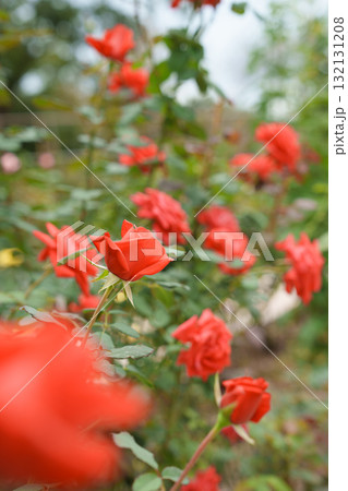 秋の薔薇園　イングリッシュガーデン　オールドローズ　 132131208