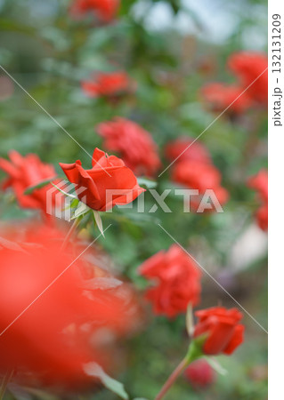 秋の薔薇園 イングリッシュガーデン オールドローズ 秋の薔薇園 イングリッシュガーデン オールドローズ 132131209