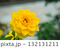 秋の薔薇園　イングリッシュガーデン　オールドローズ　 132131211