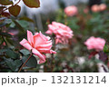 秋の薔薇園　イングリッシュガーデン　オールドローズ　 132131214