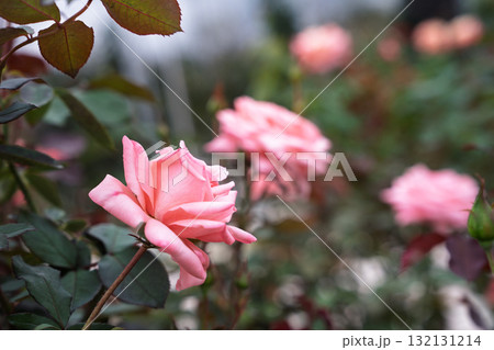 秋の薔薇園 イングリッシュガーデン オールドローズ 秋の薔薇園 イングリッシュガーデン オールドローズ 132131214