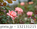 秋の薔薇園　イングリッシュガーデン　オールドローズ　 132131215