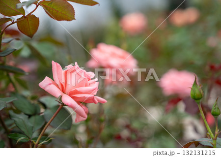 秋の薔薇園 イングリッシュガーデン オールドローズ 秋の薔薇園 イングリッシュガーデン オールドローズ 132131215
