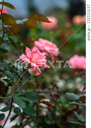秋の薔薇園　イングリッシュガーデン　オールドローズ　 132131217