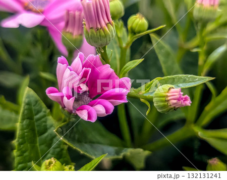 蕾から花へ～フラワリング～ 132131241