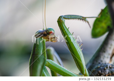 逞しい二の腕のカマキリ 132131259
