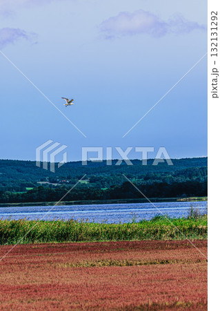 オホーツクの自然美、卯原内サンゴ草の見頃を迎えて 132131292