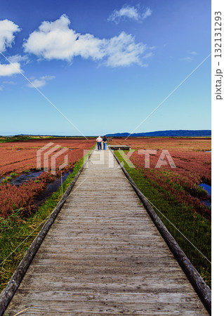 卯原内サンゴ草群生地を彩る秋の風景 132131293