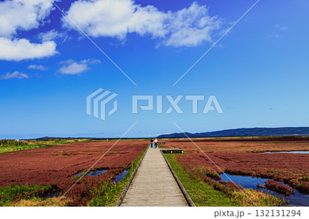 赤く染まる湿地と木道のある風景 ― 能取湖・卯原内 132131294