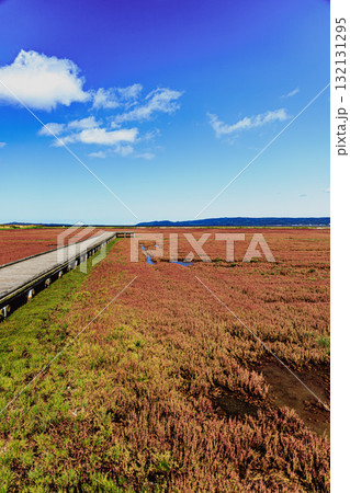 青空と紅いサンゴ草が織りなすオホーツクの秋 132131295