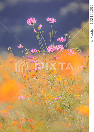 オレンジとピンクに染まる秋の花畑 132131299