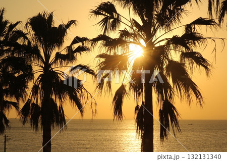 ヤシの木 西伊豆の夕焼け ヤシの木 西伊豆の夕焼け 132131340