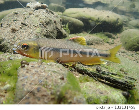 カワムツ雄の婚姻色と追星  /  Male Japanese Chub 132131459