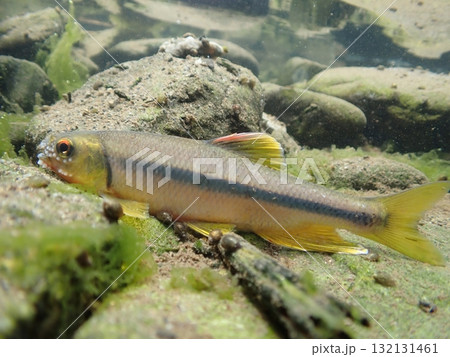 カワムツ雄の婚姻色と追星 / Male Japanese Chub カワムツ雄の婚姻色と追星 / Male Japanese Chub 132131461