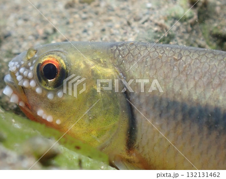 カワムツ雄の婚姻色と追星  /  Male Japanese Chub 132131462