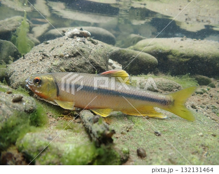 カワムツ雄の婚姻色と追星 / Male Japanese Chub カワムツ雄の婚姻色と追星 / Male Japanese Chub 132131464