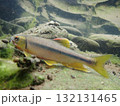 カワムツ雄の婚姻色と追星  /  Male Japanese Chub 132131465