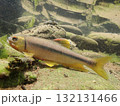 カワムツ雄の婚姻色と追星  /  Male Japanese Chub 132131466