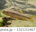 カワムツ雄の婚姻色と追星  /  Male Japanese Chub 132131467
