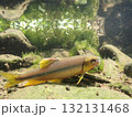 カワムツ雄の婚姻色と追星  /  Male Japanese Chub 132131468