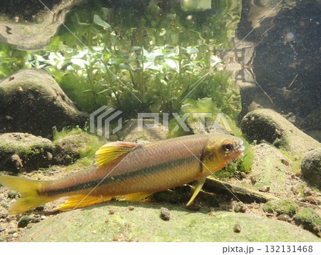 カワムツ雄の婚姻色と追星  /  Male Japanese Chub 132131468