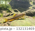 カワムツ雄の婚姻色と追星  /  Male Japanese Chub 132131469