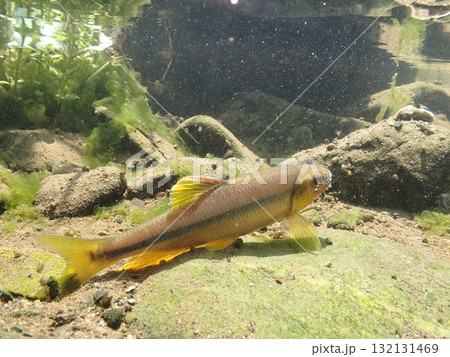 カワムツ雄の婚姻色と追星 / Male Japanese Chub カワムツ雄の婚姻色と追星 / Male Japanese Chub 132131469
