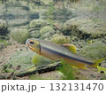 カワムツ雄の婚姻色と追星  /  Male Japanese Chub 132131470