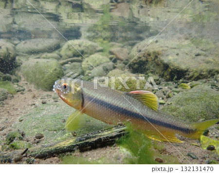カワムツ雄の婚姻色と追星  /  Male Japanese Chub 132131470