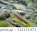 カワムツ雄の婚姻色と追星  /  Male Japanese Chub 132131471