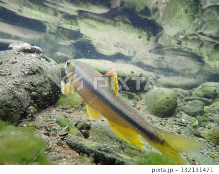 カワムツ雄の婚姻色と追星  /  Male Japanese Chub 132131471