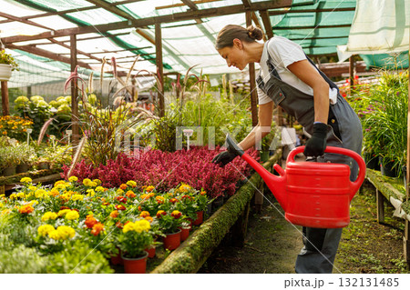 A dedicated gardener waters vibrant plants in a greenhouse, ensuring their growth and health A dedicated gardener waters vibrant plants in a greenhouse, ensuring their growth and health 132131485