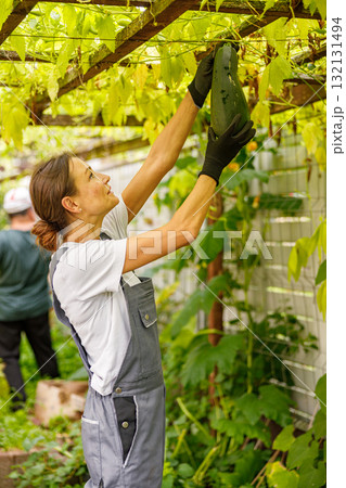 Enjoy the experience of Harvesting Fresh Greens while surrounded by a beautiful lush garden setting Enjoy the experience of Harvesting Fresh Greens while surrounded by a beautiful lush garden setting 132131494