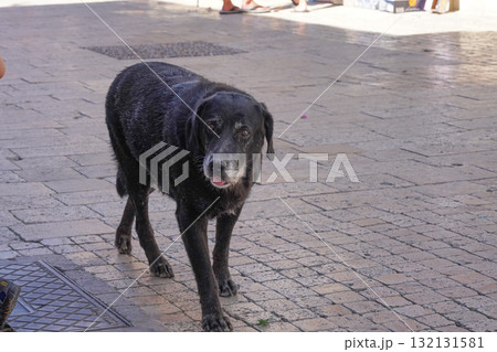A Black Dog Strolling Through a Cobblestone Street, Exuding Charm and Curiosity in a Lively Urban Environment Filled with Human Activity 132131581