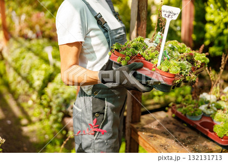 A gardener is carefully carrying beautiful succulent plants inside a thriving greenhouse environment 132131713