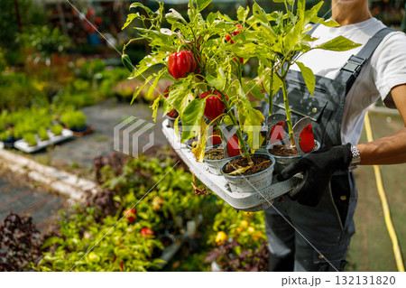 A Dedicated Gardener Skillfully Carrying Colorful and Vibrant Pepper Plants Inside a Greenhouse 132131820