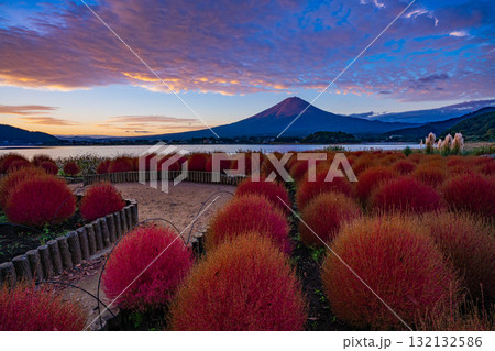 【山梨県】河口湖大石公園・紅葉したコキアと富士山の夜明け 132132586