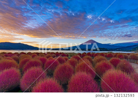 【山梨県】河口湖大石公園・紅葉したコキアと富士山の夜明け 【山梨県】河口湖大石公園・紅葉したコキアと富士山の夜明け 132132593
