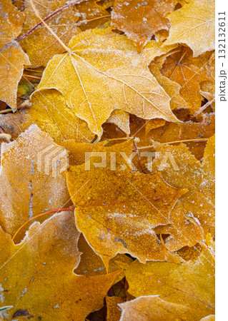 Close-up of pile of yellow maple leaves covered with frost. concept of autumn and beauty of nature Close-up of pile of yellow maple leaves covered with frost. concept of autumn and beauty of nature 132132611